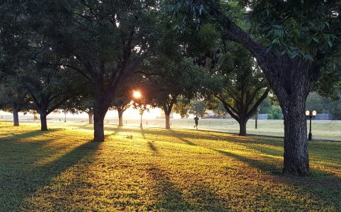Jogger im Sonnenlicht, das durch Bäume scheint