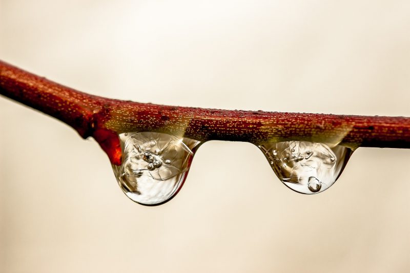 Wassertropfen an einem Ast, in denen sich das Licht spiegelt